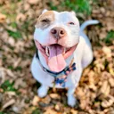 @chewythepitbulll