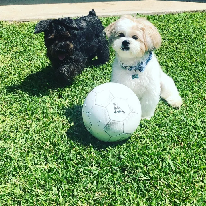 keeping.pup.with.bear