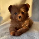@itshoneythepomapoo