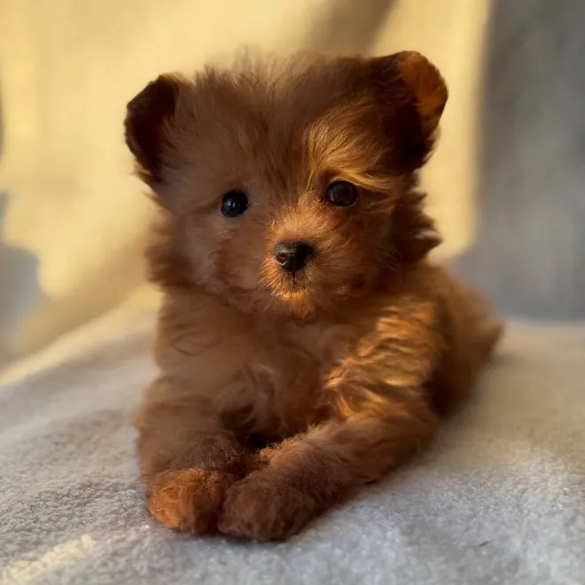 itshoneythepomapoo