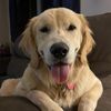 buddy_the_budster