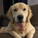 @buddy_the_budster