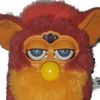 roosterfurby