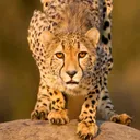 @lcheetah68
