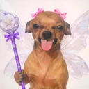 @funnydog8886