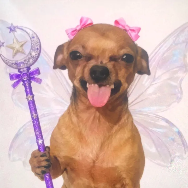 funnydog8886
