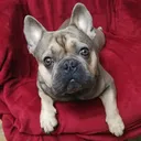 @thorello3