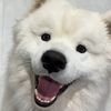 mangothesammy