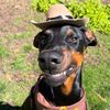 honkifyoulovemydog