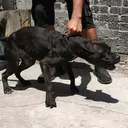 @truegamedogsmx214420