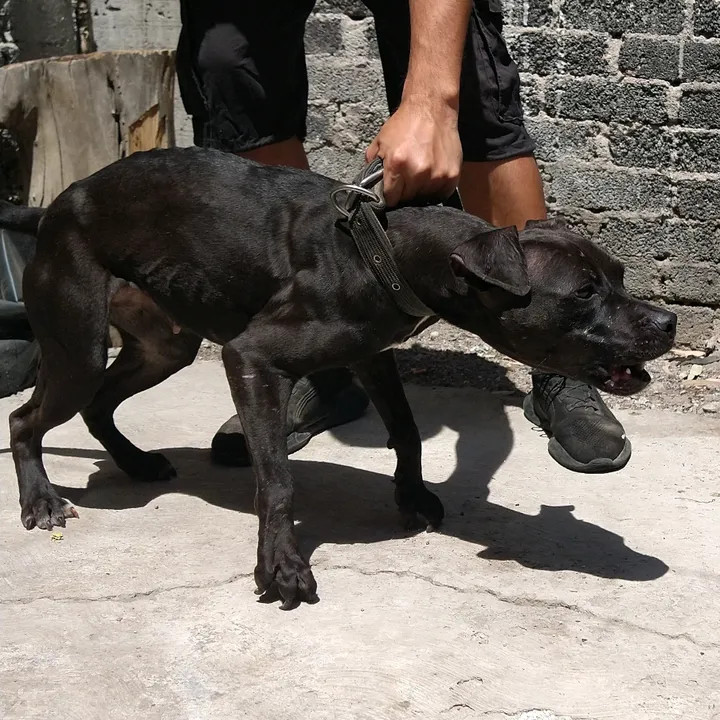 @truegamedogsmx214420