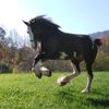 chattcarriagecomp15