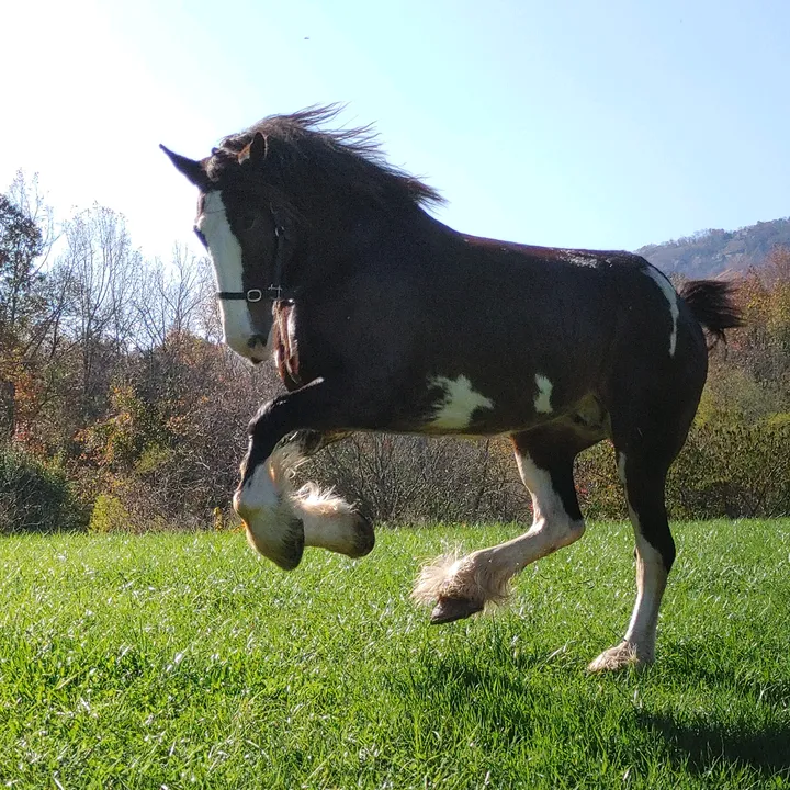 chattcarriagecomp15