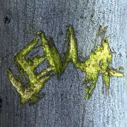 @casualtreehugger