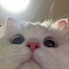 wholesomecattos