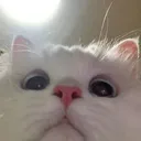 @wholesomecattos