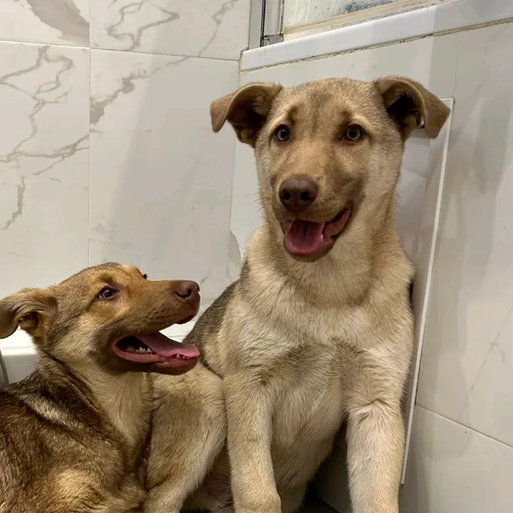 @animals.of.khimki