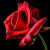 shah_afghann