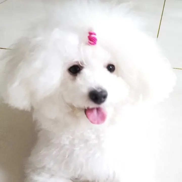 furbaby6biniu