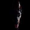 grareva.dobermanns