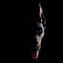 @grareva.dobermanns
