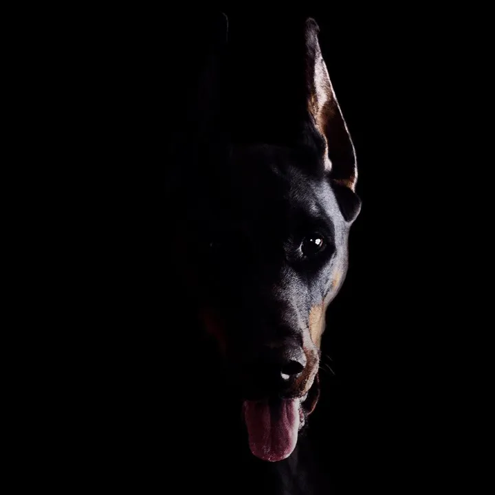 grareva.dobermanns