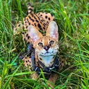 @shanty.serval