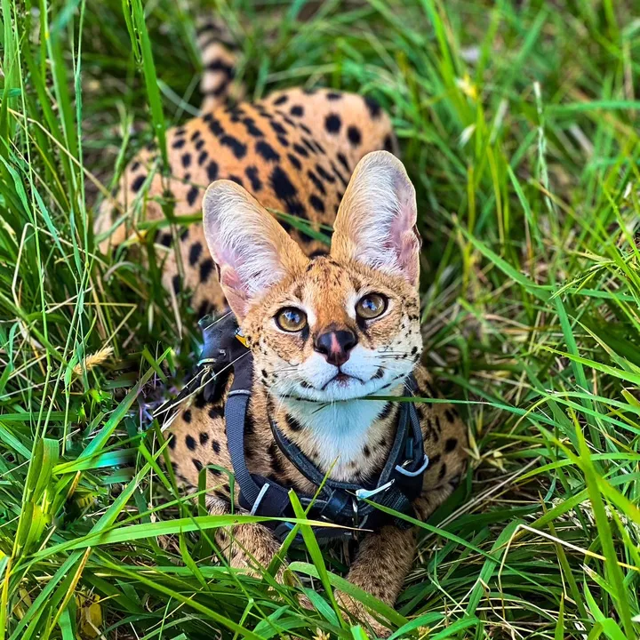 shanty.serval