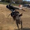dj.bullrider