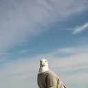 @crispybiscuits805