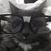 jazzyycatt