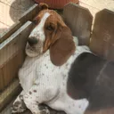 @chubbyandbald