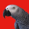 gizmothegreybird