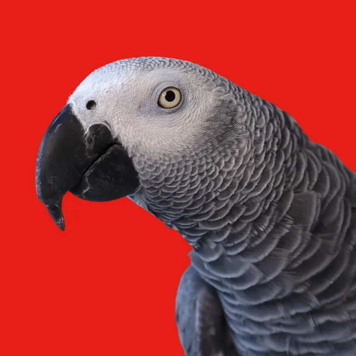 gizmothegreybird