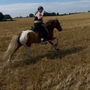 @bliki_von_hochfeldhufe