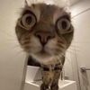 hardcatmemes