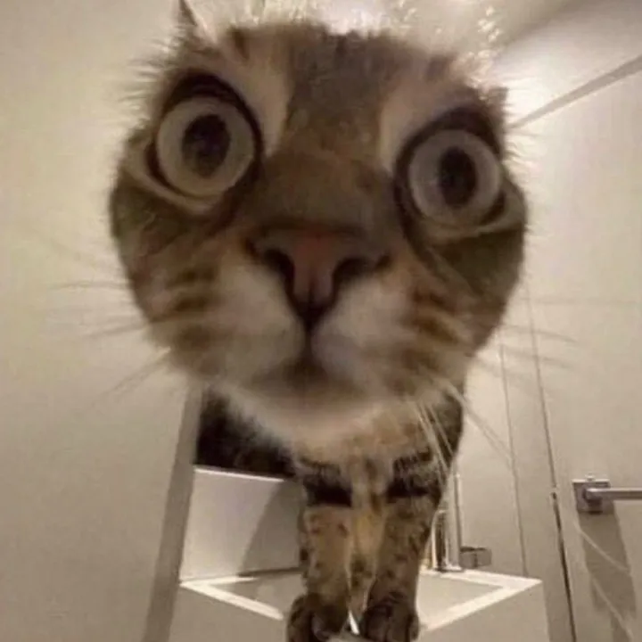 hardcatmemes