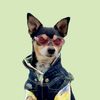 nycdogadventures
