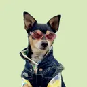 @nycdogadventures