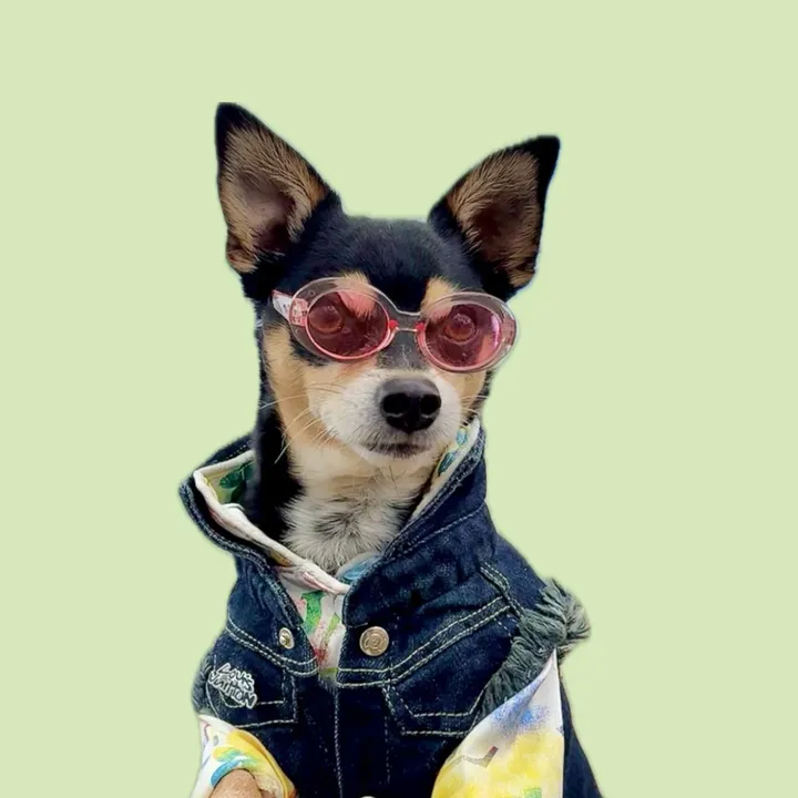 nycdogadventures