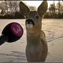 @frankwahlstrom