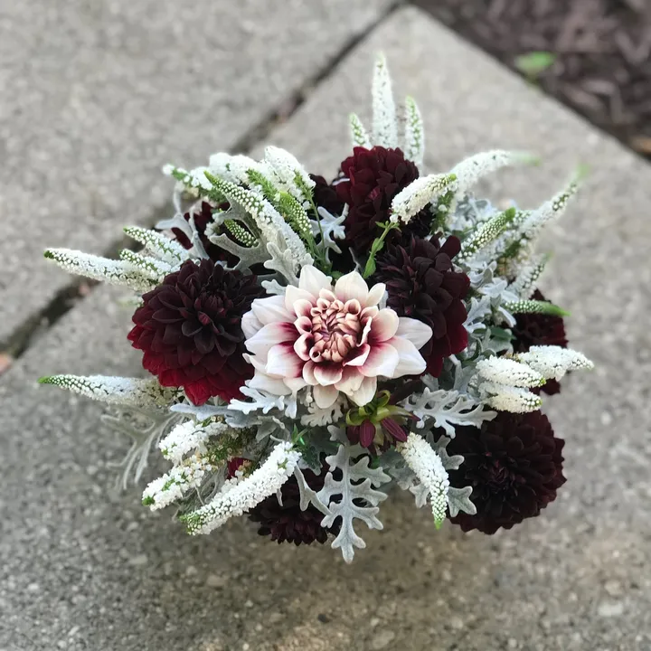 kasslovesplants_