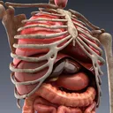 @humanscope