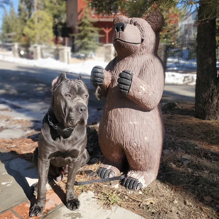 @alistairthecanecorso