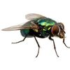 bugwing