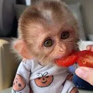 monkey.usa2