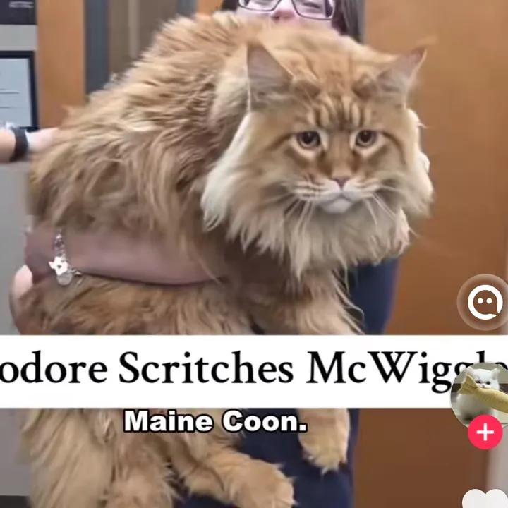 theodore.scritche