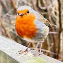 @flora_fauna_fur_feathers