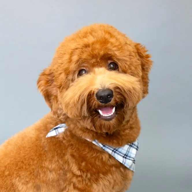 tedflixnchill