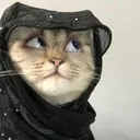 @786shereengull